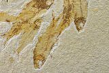 Cluster Of Six Fossil Fish (Knightia) - Green River Formation #159069-1